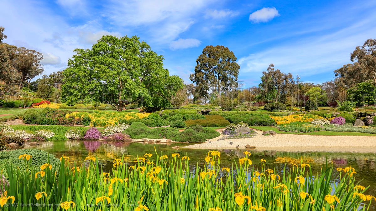 Peter Bellingham Photography Japanese Garden - Cowra